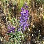 Lupinus sericeus Çiçek