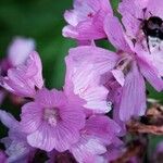 Sidalcea malviflora Virág