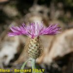 Centaurea jordaniana 花