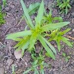 Artemisia dracunculus Leaf