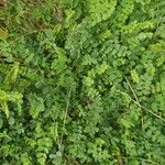 Coronilla viminalis Hoja