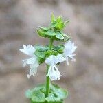 Ocimum basilicumFlower