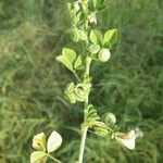 Medicago rugosa Vekstform