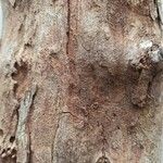 Dalbergia melanoxylon 樹皮