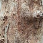 Dalbergia melanoxylon Кора