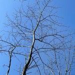 Fraxinus nigra Écorce