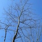 Fraxinus nigra Bark