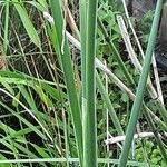 Typha angustifolia 葉