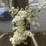 Lawsonia inermis 花