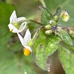 Solanum villosumFlower