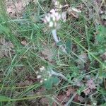 Trifolium striatum Kukka