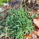 Dianthus arenarius Blad