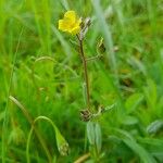 Helianthemum salicifolium Libunga