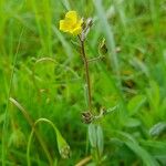 Helianthemum salicifolium Хабит