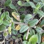 Cerastium fontanum Bark