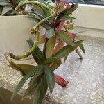 Tradescantia spathacea ഇല