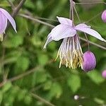 Thalictrum delavayi Кветка