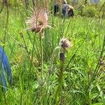 Anemone pratensis പുഷ്പം