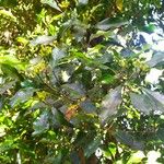 Syzygium aromaticum Folha