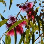 Eucalyptus leucoxylon Blad