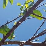 Flacourtia indica Sonstige