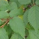 Prunus japonica 葉