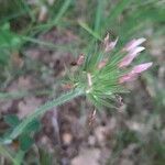 Trifolium striatum Fleur