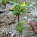 Oxalis frutescens Hàbitat