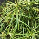 Cyperus luzulae Levél