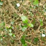 Buchozia japonica Leaf