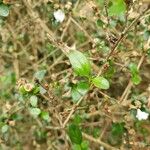 Serissa japonica Hoja