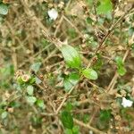 Serissa japonica পাতা