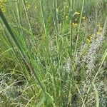 Andropogon gerardi Leaf