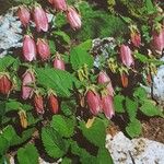 Campanula punctata Flors