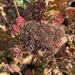 Hylotelephium telephium Fruit