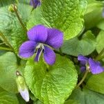 Viola × melissifolia Flower