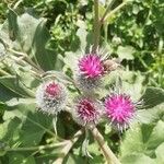 Arctium tomentosum Квітка