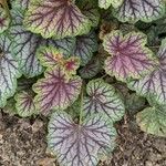 Heuchera americana 葉