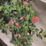 Rhododendron indicum 葉
