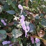 Hypoestes triflora Fleur