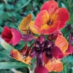 Erysimum × cheiri Flower