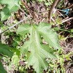 Heracleum sphondyliumLeaf