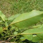 Myodocarpus simplicifolius 葉