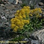 Isatis alpina Flower