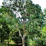 Eucalyptus gunnii Habit