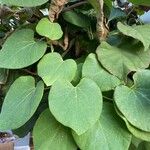 Aristolochia macrophylla Лист