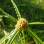 Cyperus aromaticus Floro