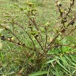 Melochia nodiflora Otro