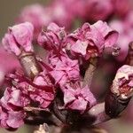 Lomatium columbianum Kvet