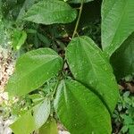 Duboscia macrocarpa Hoja